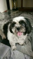 Bliss - Shih Tzu Dog