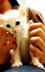 White Minions - Persian + Domestic Medium Hair Cat