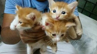 The 3 kittens