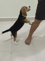 Female Beagle Tri Color @ Jb - Beagle Dog