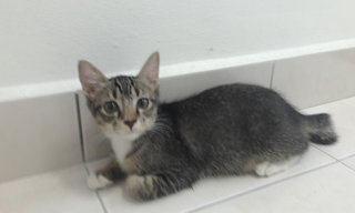 Tabi  - Domestic Short Hair Cat