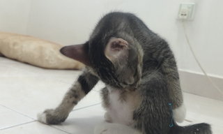 Tabi  - Domestic Short Hair Cat