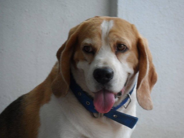 Max - Beagle Dog