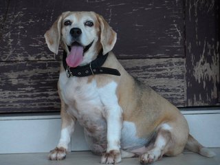 Mindy - Beagle Dog