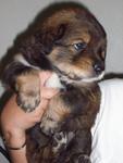 4 Aug Puppy - Mixed Breed Dog