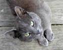 PF7255 - Russian Blue Cat