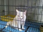 Belang - Domestic Short Hair Cat