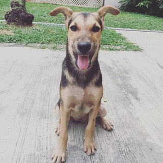 German Sheperd / Pinscher Mix - German Pinscher Mix Dog