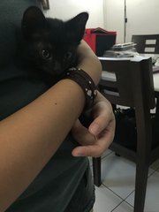 Ninja - Domestic Medium Hair Cat