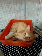 Orange Panther - Indoor Companion - Domestic Short Hair Cat