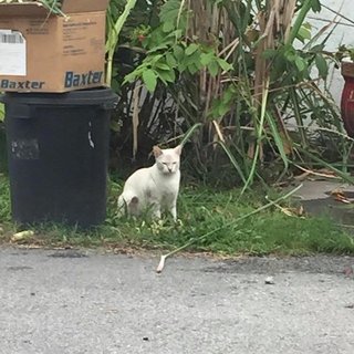 Momo - Siamese + Applehead Siamese Cat