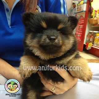 Adorable Black Tan Pomeranian  - Pomeranian Dog