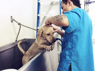 20 Oct 2015: Hope getting a much-needed tick bath at the vet