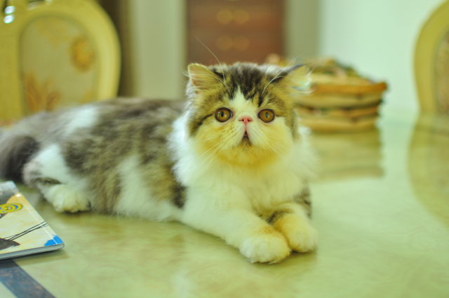 Razirin Star Strippy  - Persian Cat