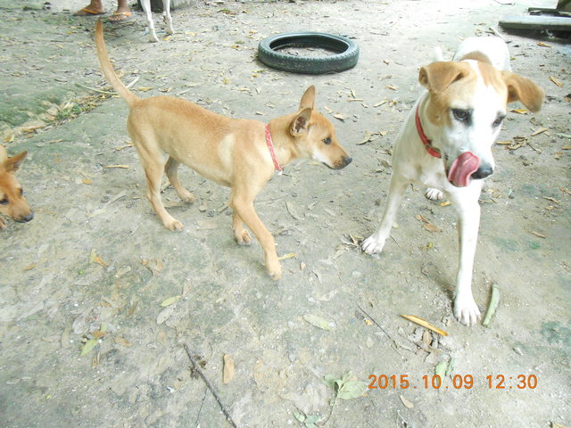 Han Ngus And Sister - Mixed Breed Dog