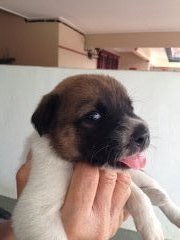 Cutie - Border Collie Mix Dog