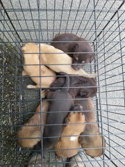 Put all eight in the cage to take them outside to take pictures. 