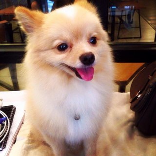 Latte - Pomeranian Dog