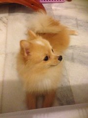 Latte - Pomeranian Dog