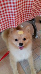 Latte - Pomeranian Dog