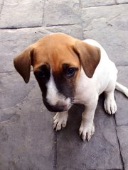 Bella - Mixed Breed Dog