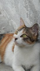 Fafa - Calico Cat