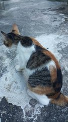 Fafa - Calico Cat