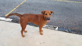 Cheeky Brownie - Mixed Breed Dog