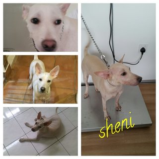 Sheni Adopted - Mixed Breed Dog