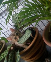 Mika - Domestic Short Hair + Tortoiseshell Cat
