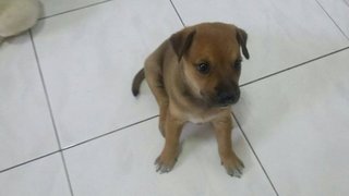 Brown Puppy - Mixed Breed Dog