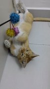 Meowmeoww - Domestic Short Hair Cat