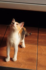 Callie Meow - Calico Cat