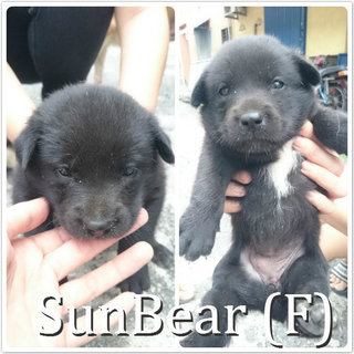 Sun Bear **adopted** - Mixed Breed Dog