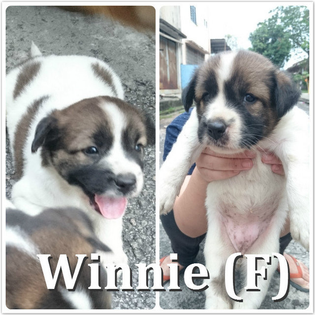 Winnie **adopted** - Mixed Breed Dog