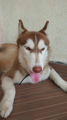 PF73038 - Siberian Husky Dog