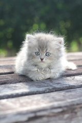 Ziya - Persian Cat