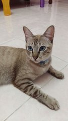 Jj - Domestic Short Hair Cat