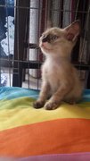 Misty  - Siamese + Domestic Medium Hair Cat