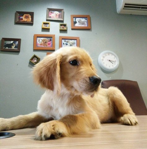 Golden Retriever - Big Sizequality  - Golden Retriever Dog