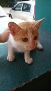 Mikka - Domestic Short Hair Cat