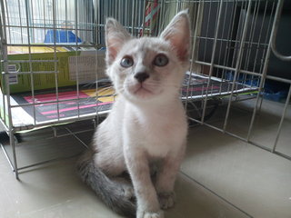Soya - Siamese + Domestic Short Hair Cat