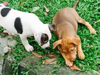 Puppies Looking For Good Homes - Mixed Breed Dog