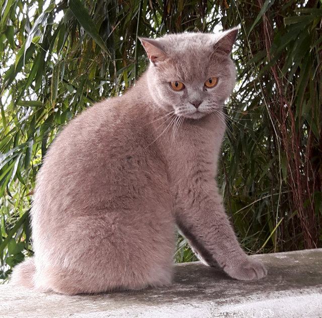 Mister Puss - British Shorthair Cat
