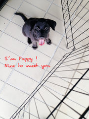 Miss Poppy - Labrador Retriever Mix Dog