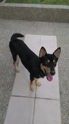 Choco-young-smart! - Dachshund + Husky Dog