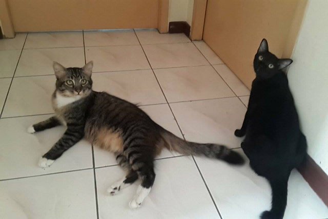 Sparrow, Grey Socks And White Socks - Domestic Short Hair + Turkish Angora Cat