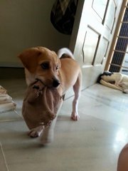Chubby - Mixed Breed Dog