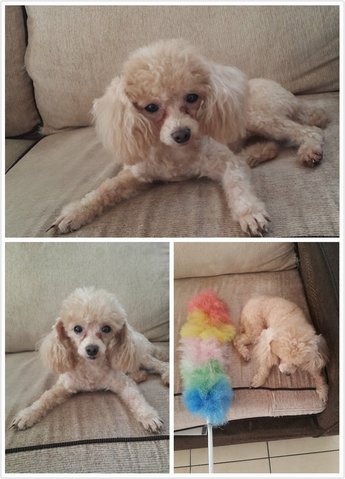 Honey - Poodle Dog