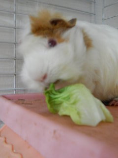 Yummy....lettuce. One of my fav veggies